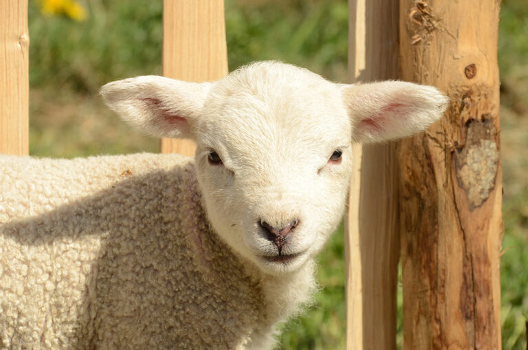 Wisconsin soon to house two largest goat farms