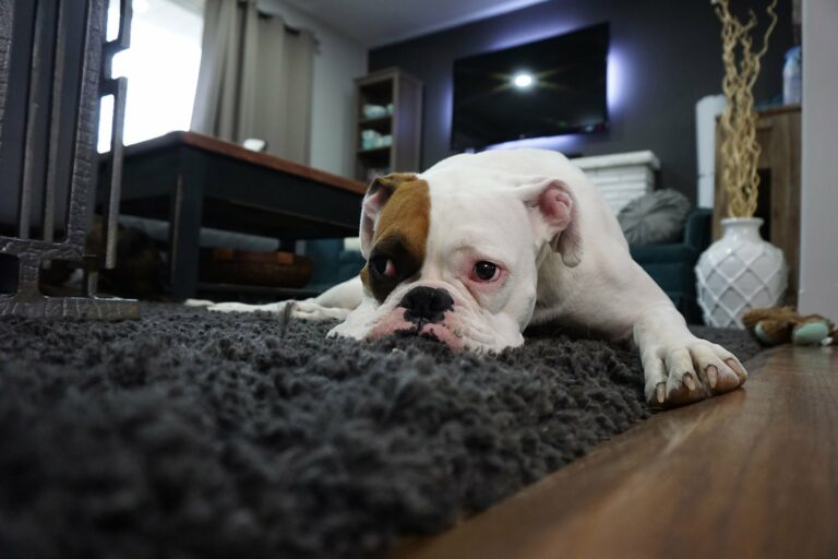 Pet Tips – Kong Toys and the Benefits of Chewing for Dogs