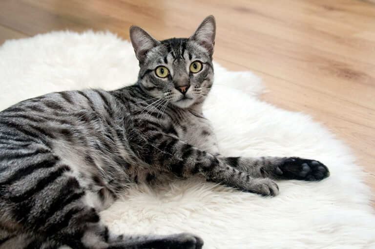 Brushing Your Cat’s Teeth: Dental Care for Your Pet