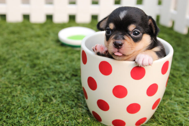 How to Take Care for a Baby Chihuahua for 2 months