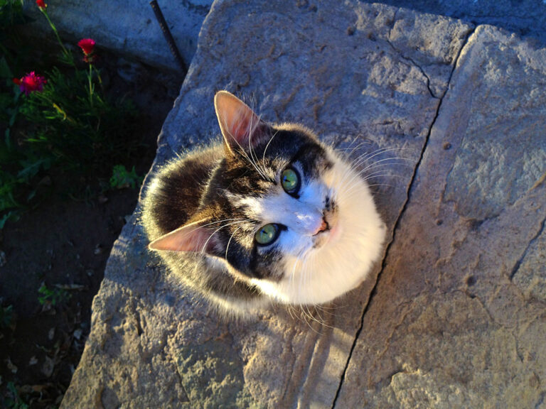 Detailed Care Guide: Cat Food – A Balanced Diet for Your Cat