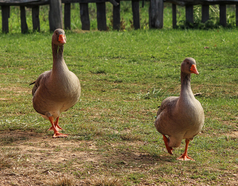 Raising Geese on the Homestead – Sustainable Farming