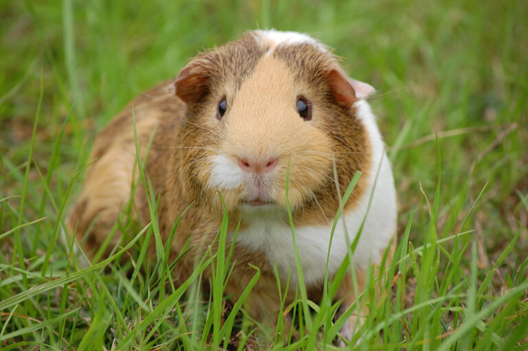 Pet Care Essential Guide – Is a Guinea Pig Right for You?