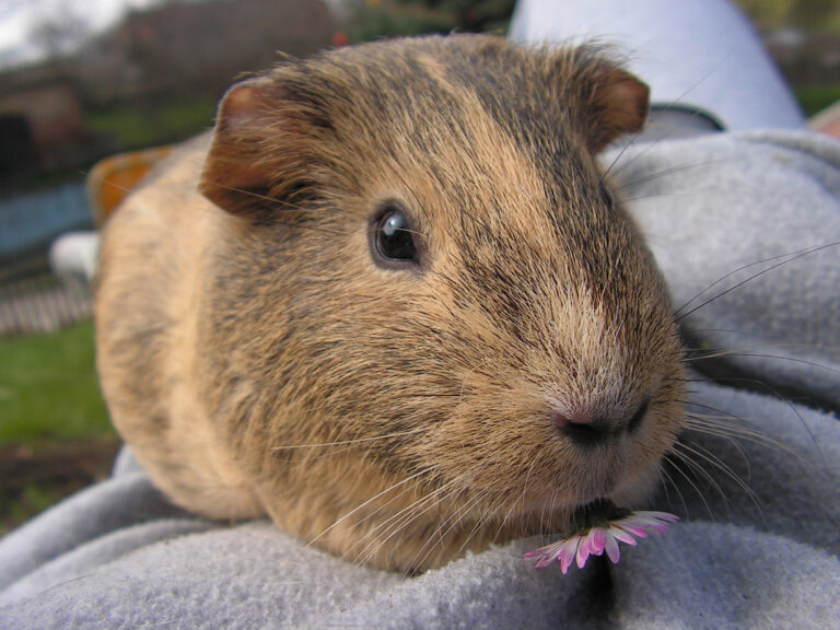 Small Animal Care – Guinea Pig Care & Health Advice