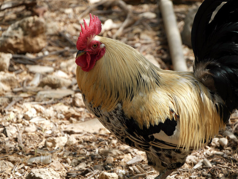 Farmers Market: Dancing Hen Farm offers free range eggs