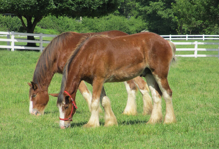 Beginnings owner: Horses at rescue farm are in good hands