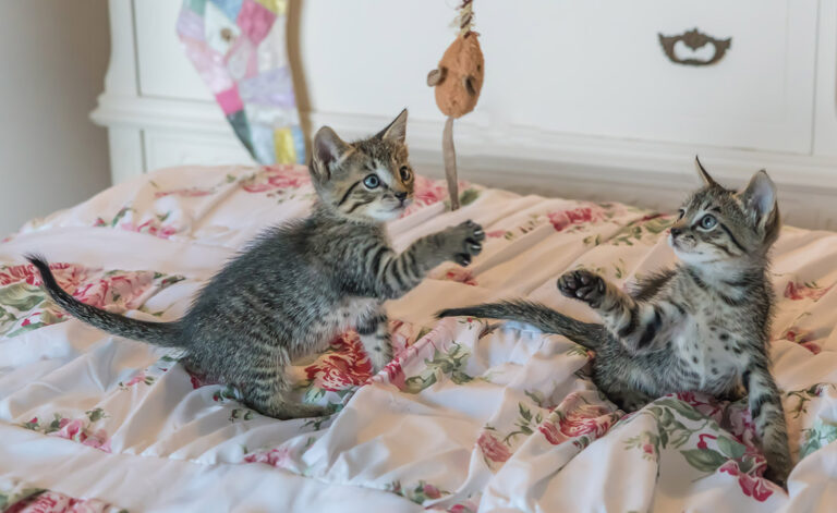 Essential Cat Care – Spending Playtime With Your Cat