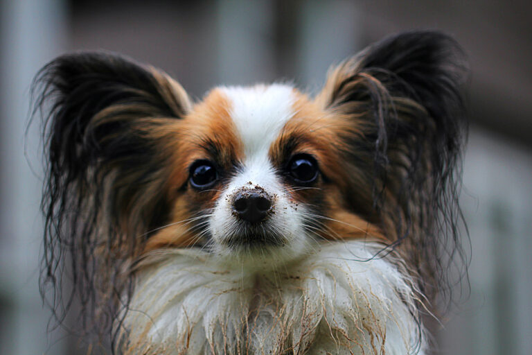 Pet Tips – Save Money Grooming Your Dog At Home