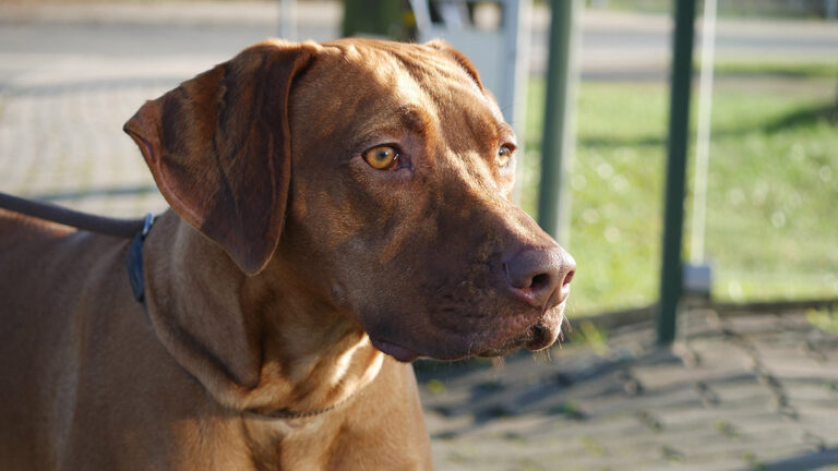 Does Your Dog Lunge at Other Dogs When Out Walking?