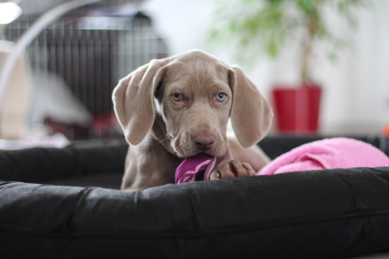 A vet’s most difficult task: euthanising healthy pets