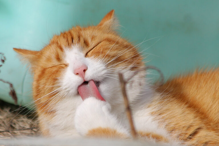 Beg! Sit! Fetch! How to successfully train your cat