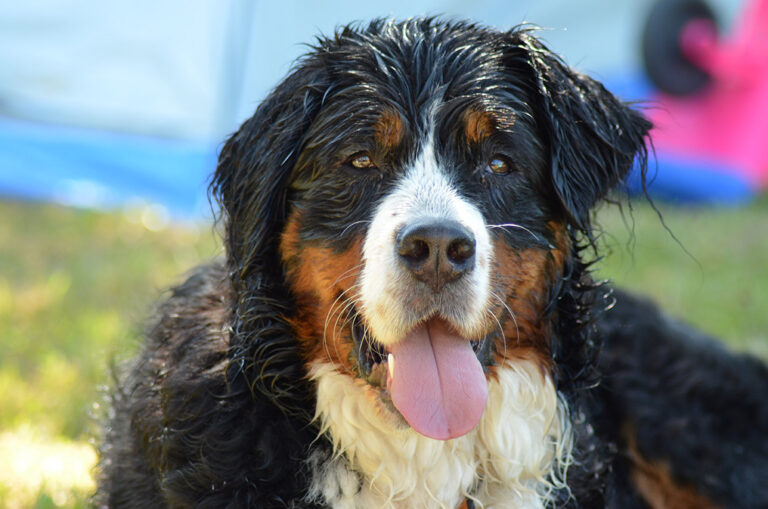 Pet Care Guide Video – How to teach your Dog to bow