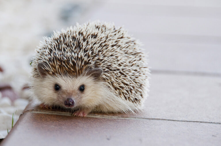 Basic Guide hedgehog care and maintenance information