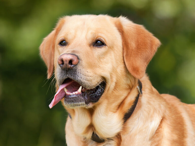 Care Guide – An Intro To Caring For Your Golden Retriever