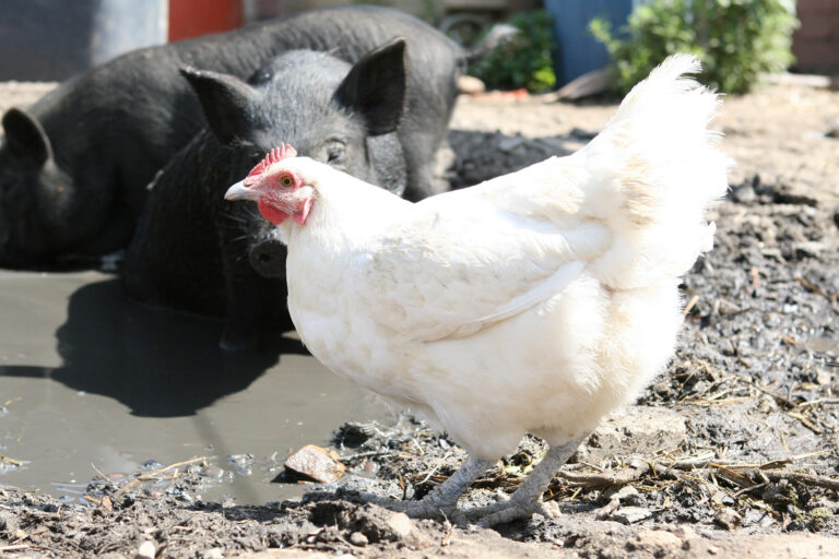 Farmer News | Family leaves suburbia for farm life